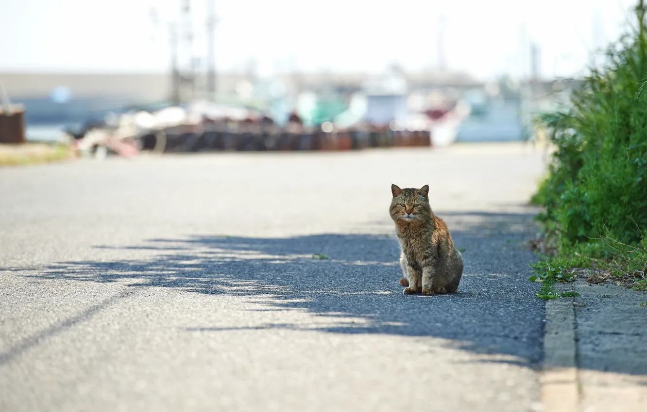 Фото обои кошка, город, улица