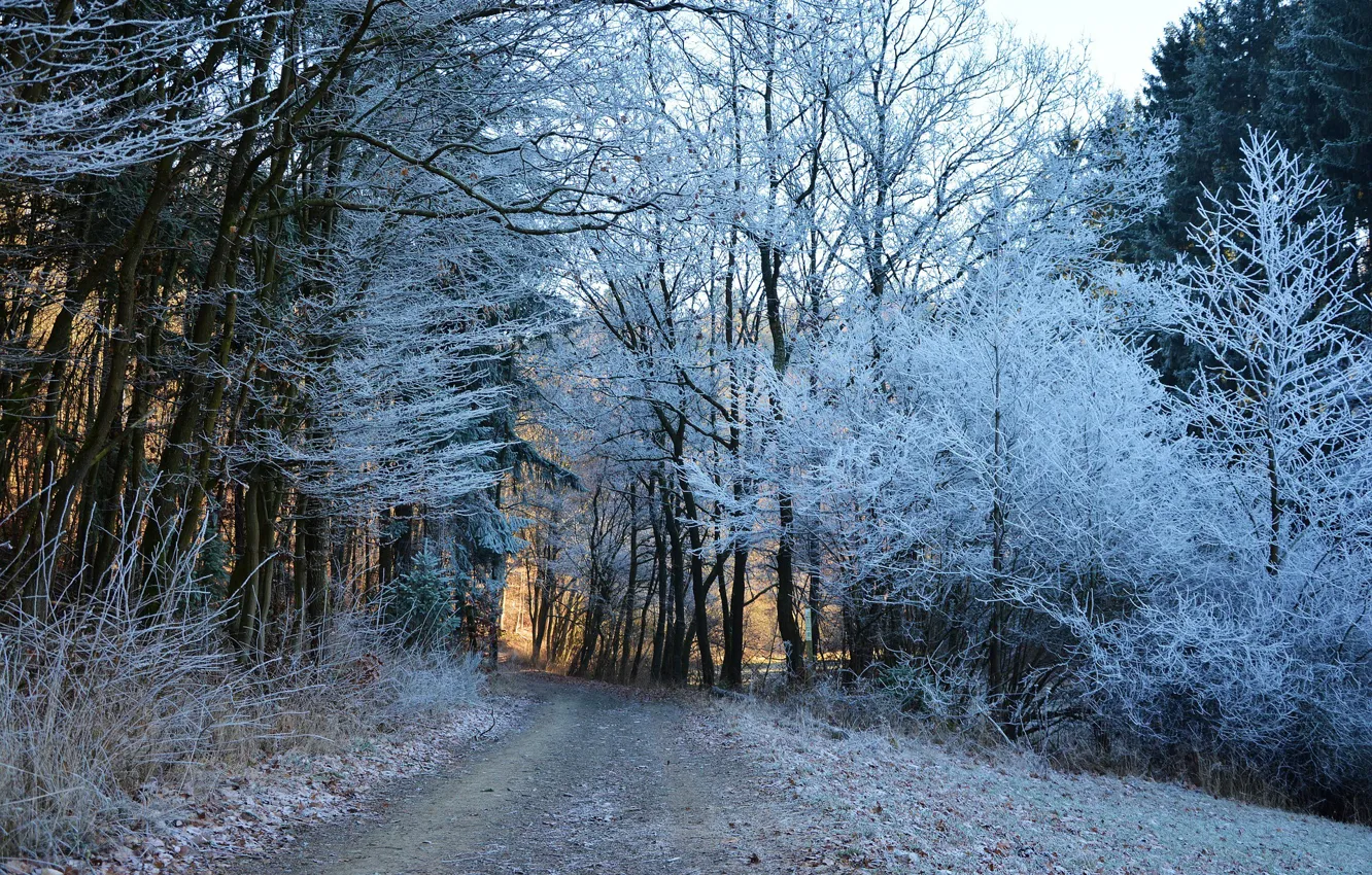 Фото обои зима, дорога, лес, деревья