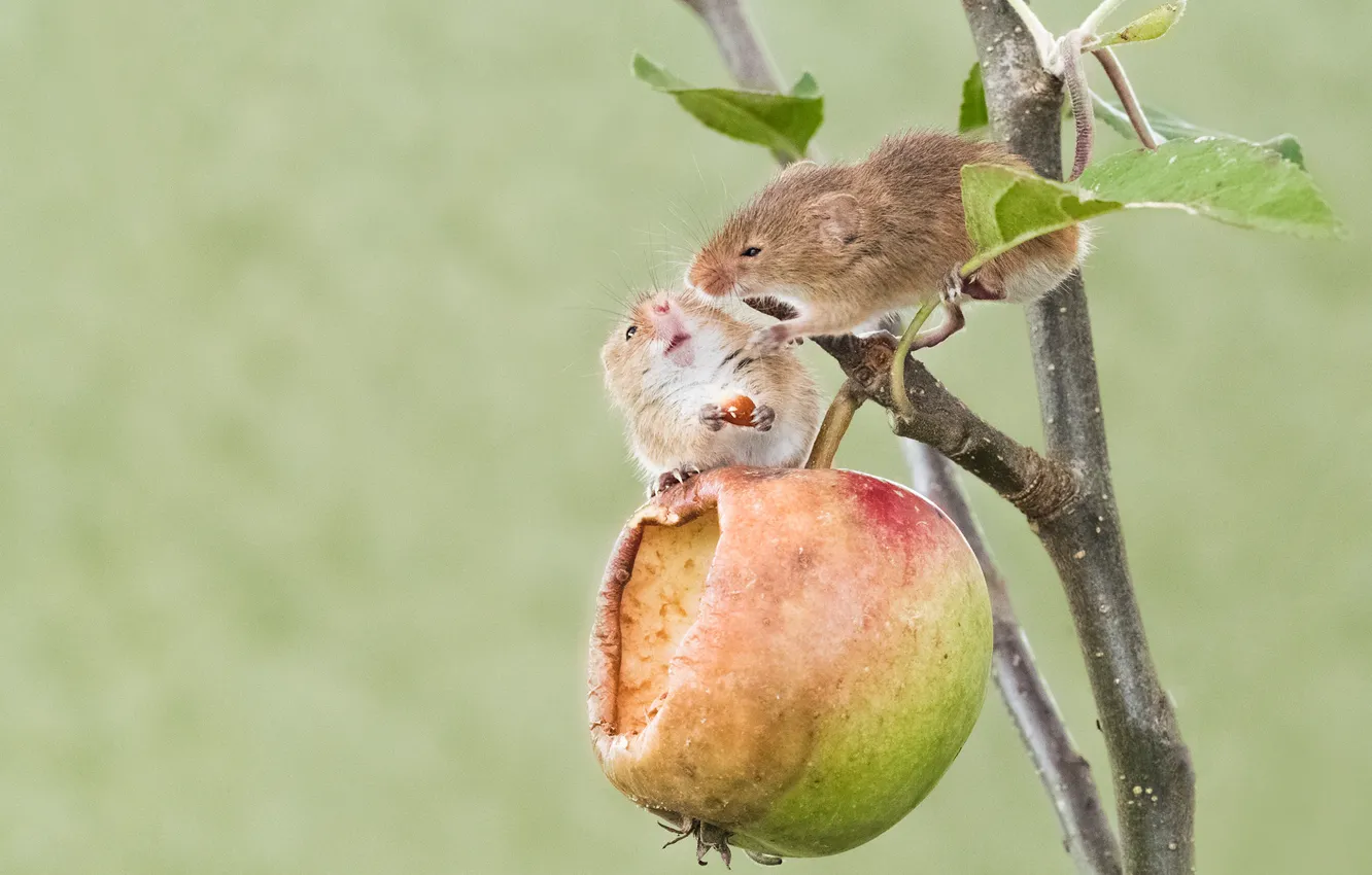 Фото обои яблоко, парочка, грызуны, Мышь-малютка, две мышки