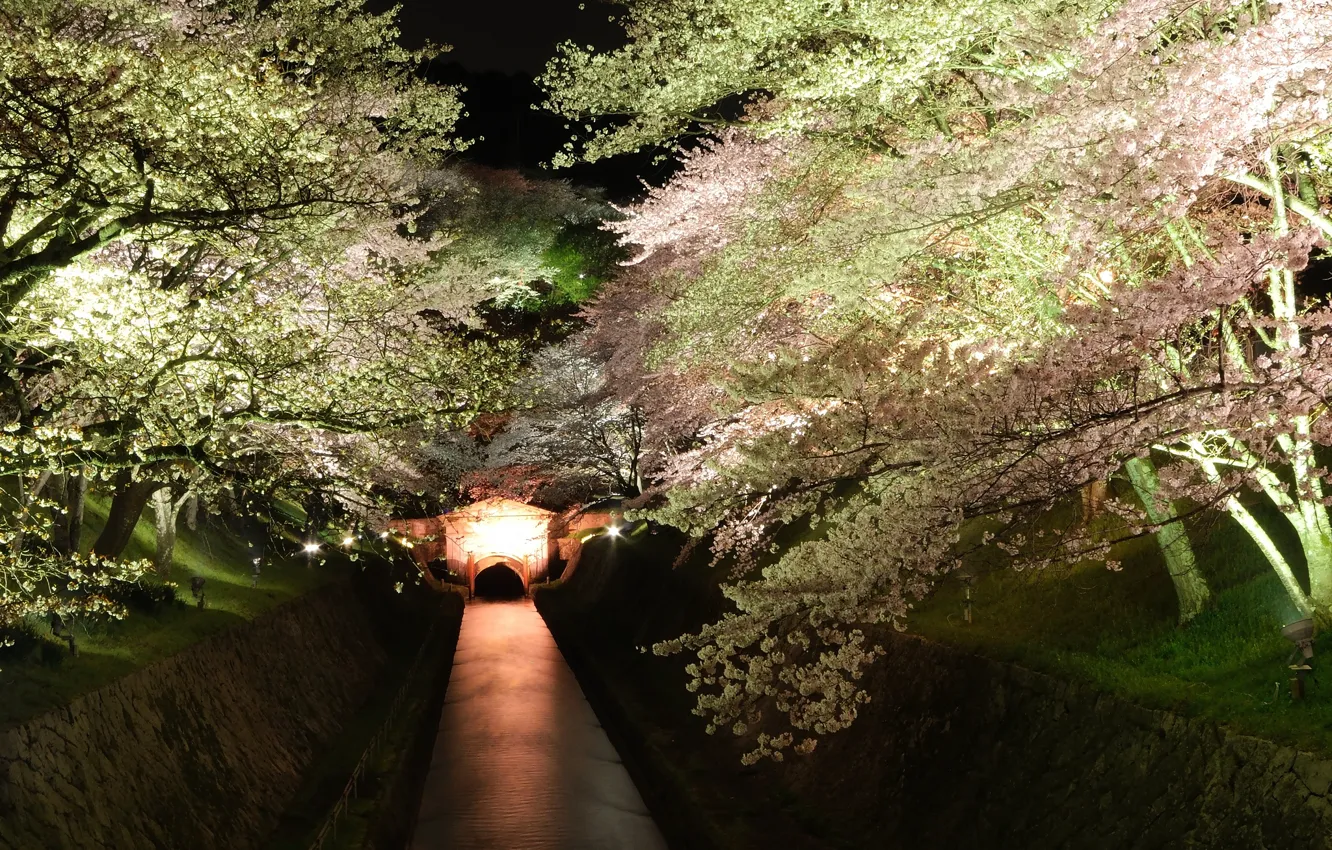 Фото обои деревья, ночь, сакура, подсветка, канал, цветущие
