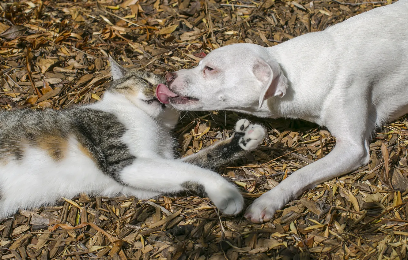 Фото обои кошка, любовь, поцелуй, собака, дружба, щенок, друзья