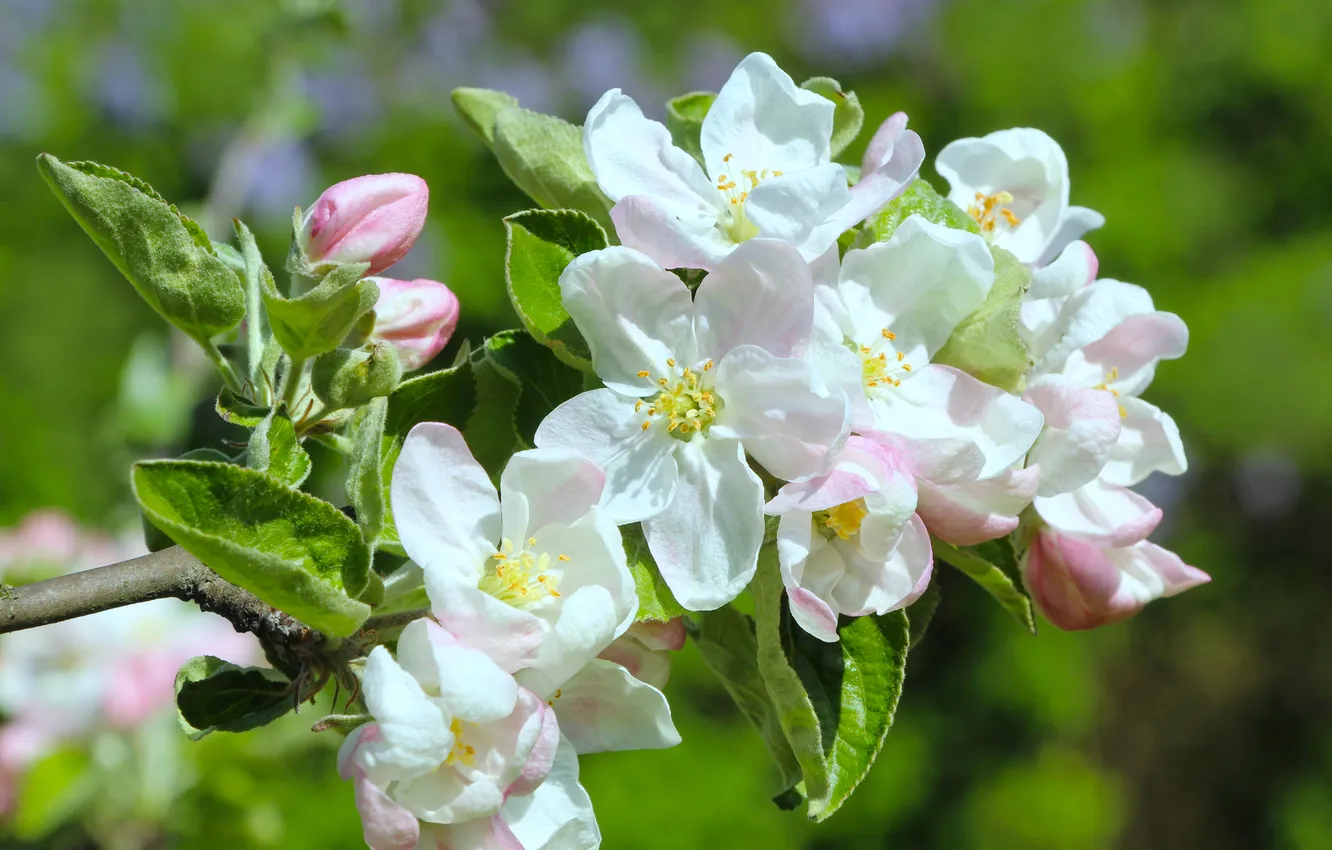 Фото обои white, spring, blooming