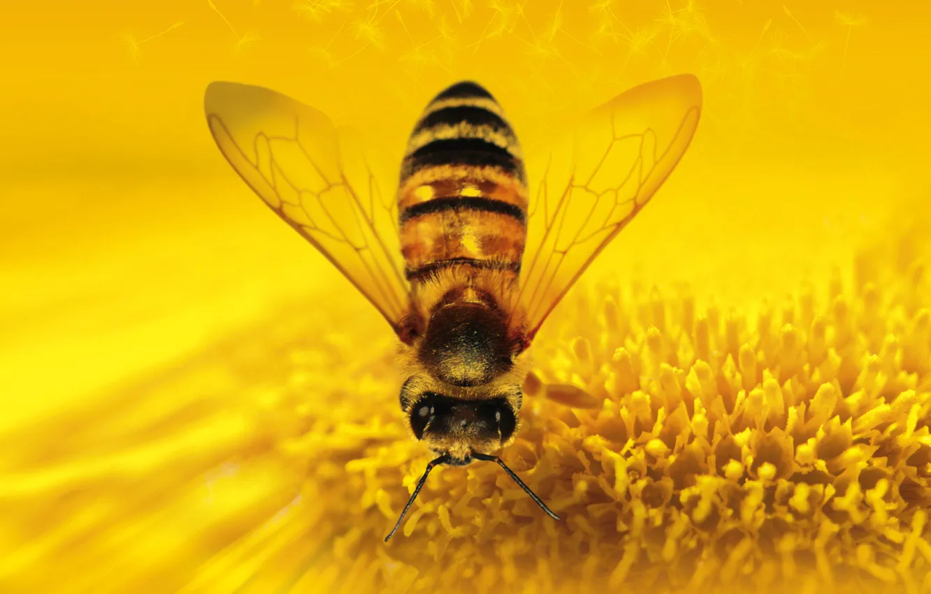Фото обои цветок, природа, насекомое, пчеловидная муха