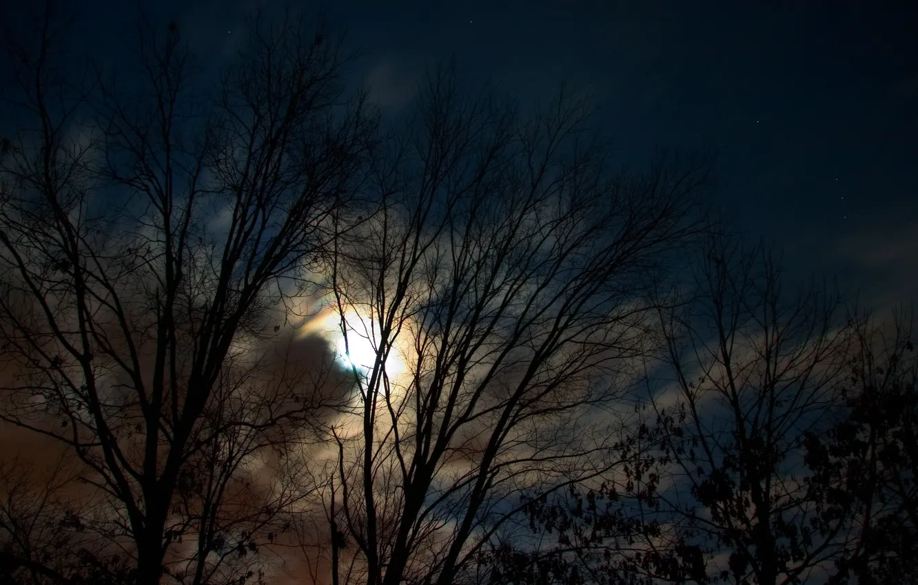 Фото обои деревья, ночь, луна