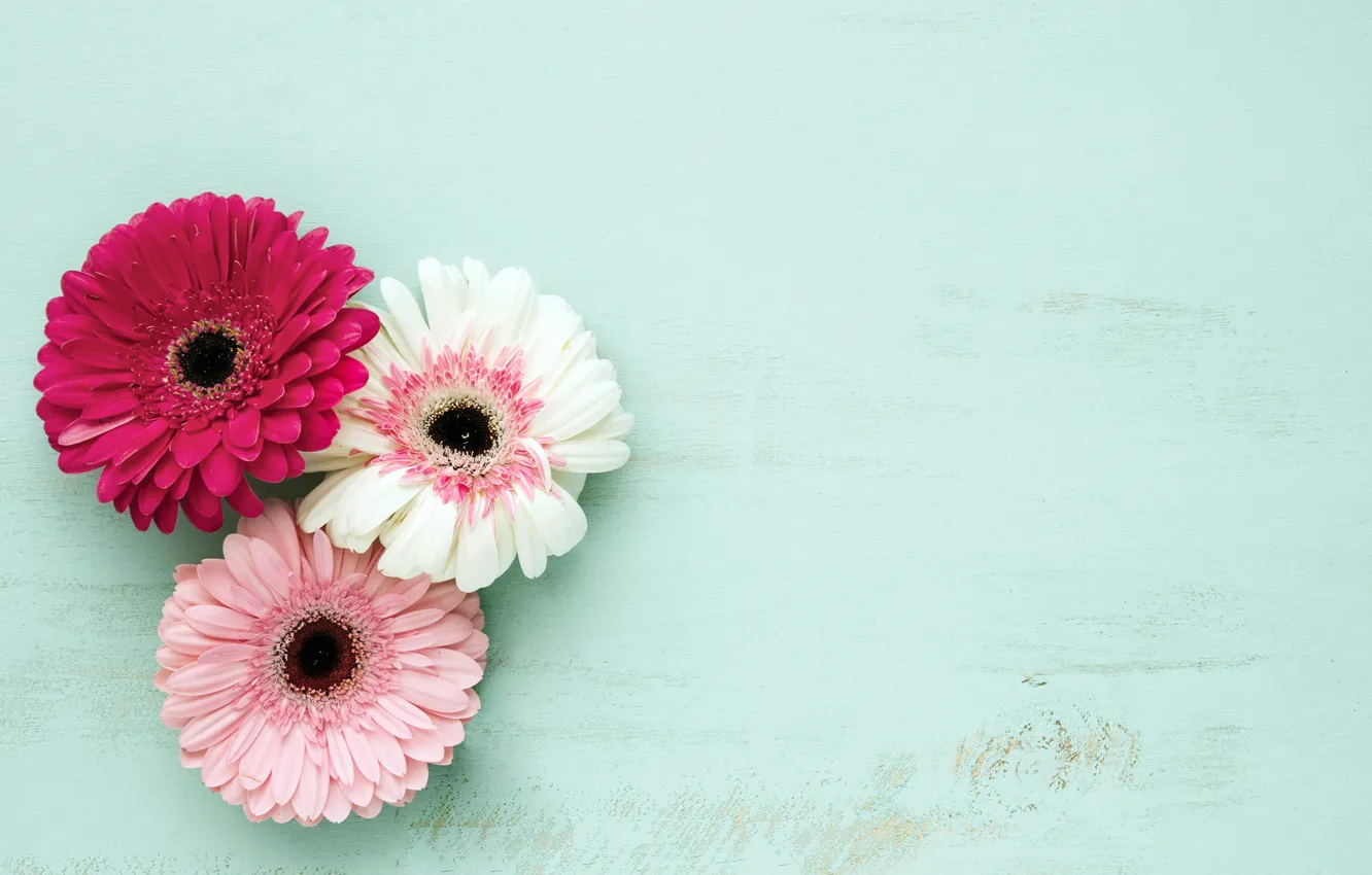 Фото обои цветы, фон, colorful, розовые, герберы, wood, pink, flowers