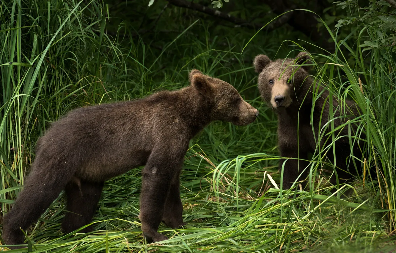 Фото обои лето, трава, взгляд, поза, медведь, медведи, пара, медвежата