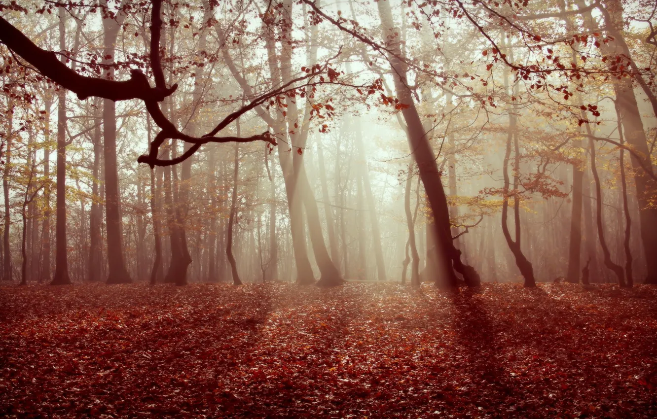 Фото обои осень, лес, листья, природа, туман