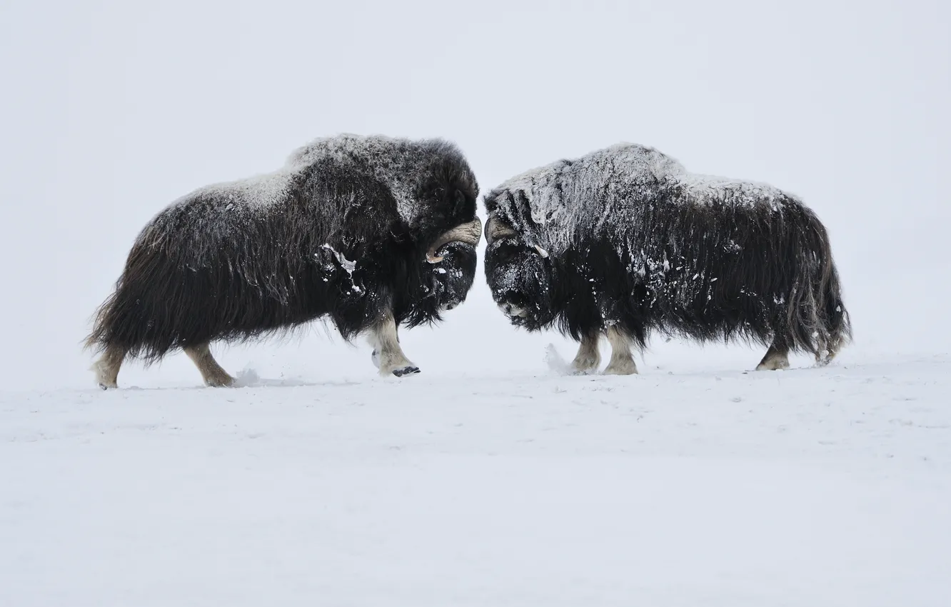 Фото обои Норвегия, столкновение, фронтальное разрешение проблем, выяснение интересов, февраль 2009 года, Овцебыки, или мускусные быки (Ovibos …