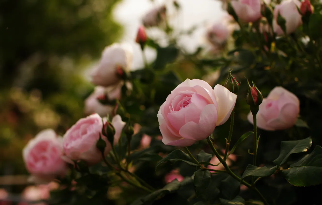 Фото обои листья, цветы, природа, блики, куст, розы, лепестки, розовые