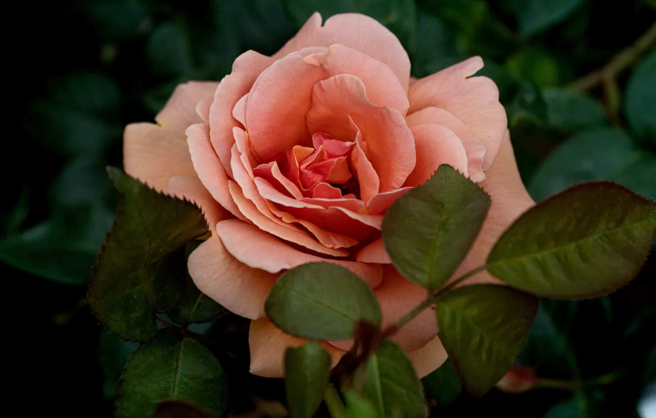 Фото обои цветок, листья, макро, темный фон, розовая, роза, лососевая