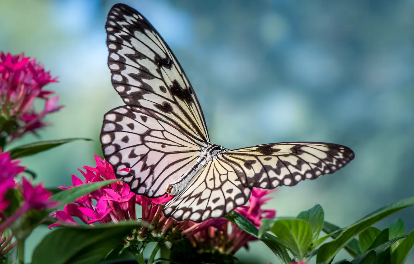 Фото обои цветы, бабочка, крылья, насекомое