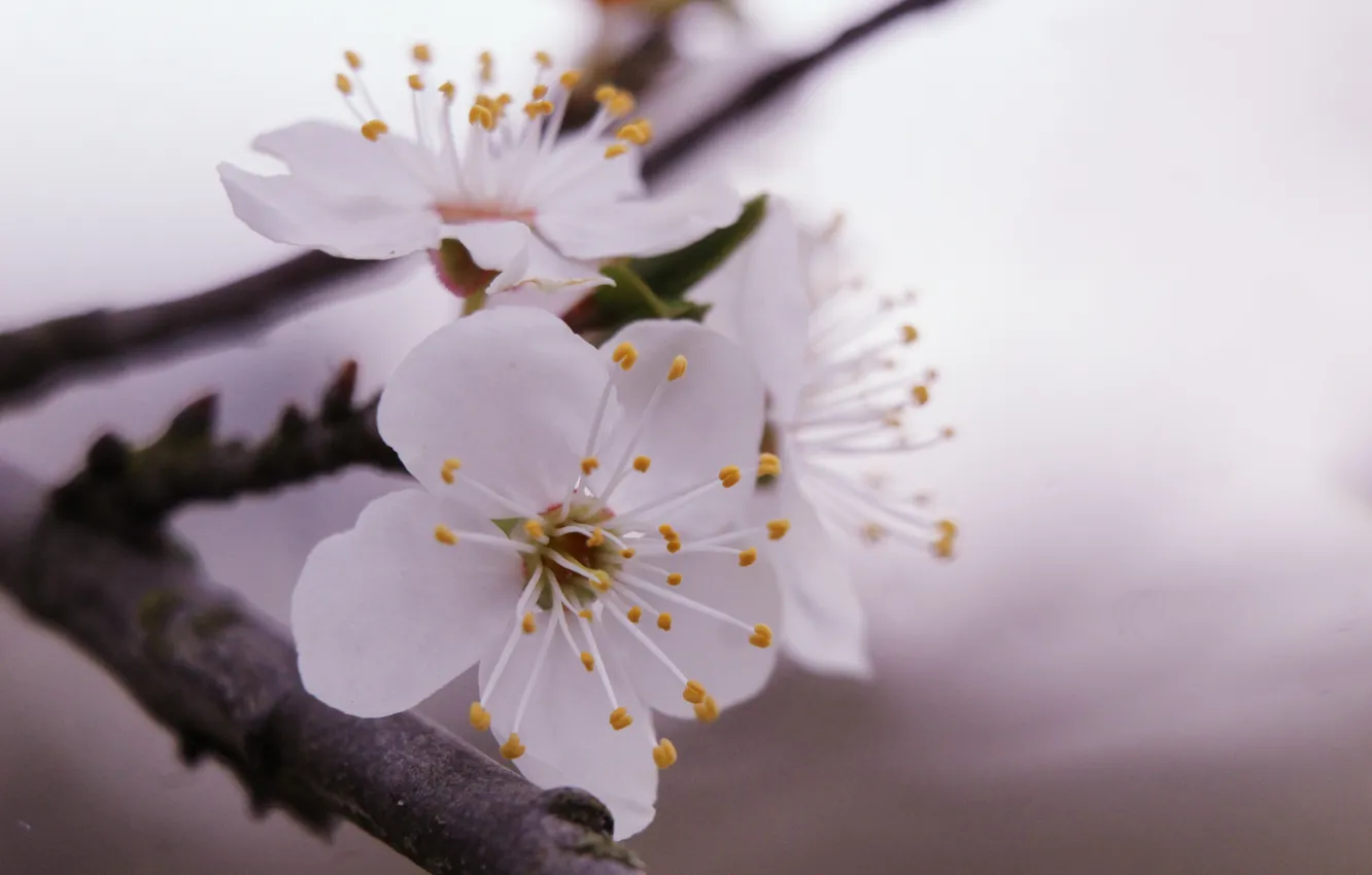 Фото обои white, flower, spring, twig, blooming