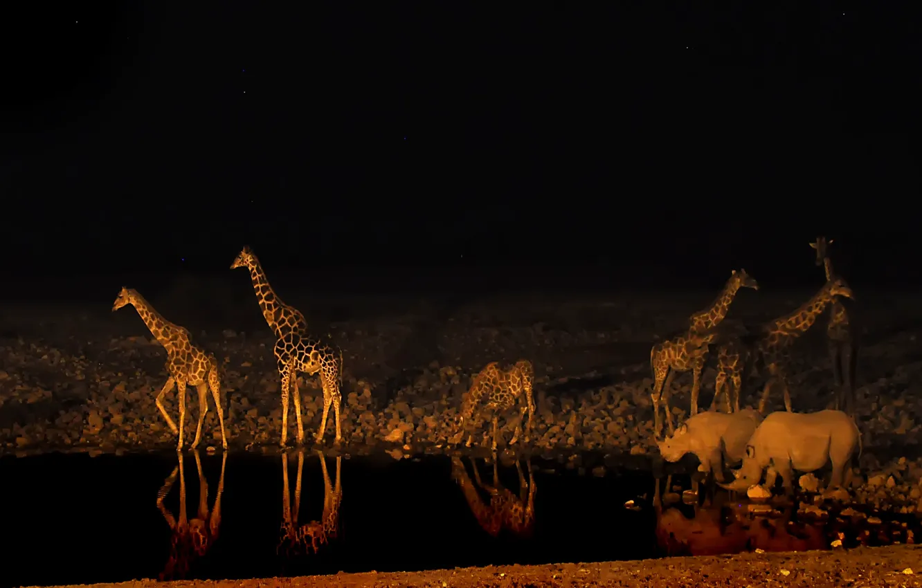 Фото обои ночь, жираф, Африка, носорог, водопой