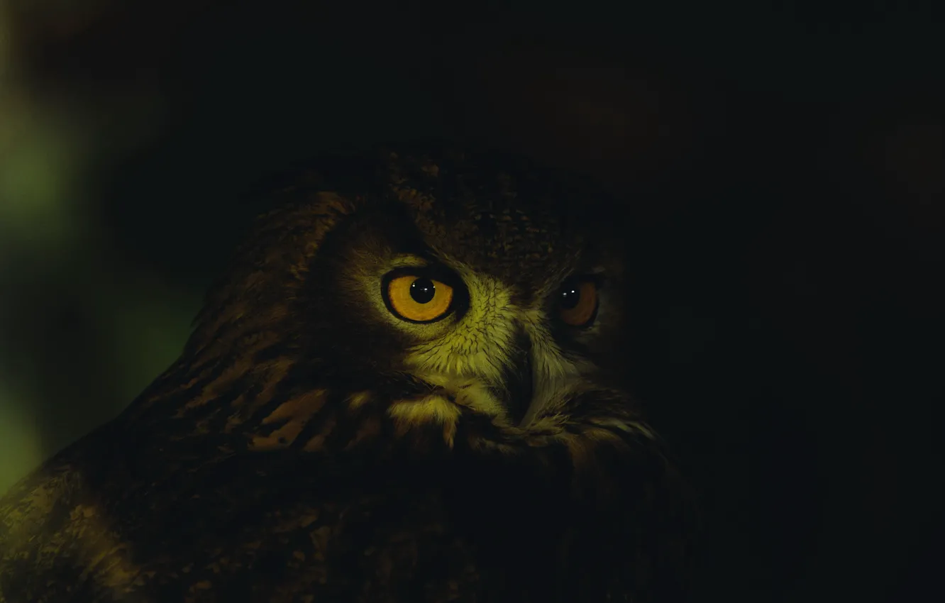 Фото обои dark, close-up, animals, eyes, feathers, animal, owl, wildlife