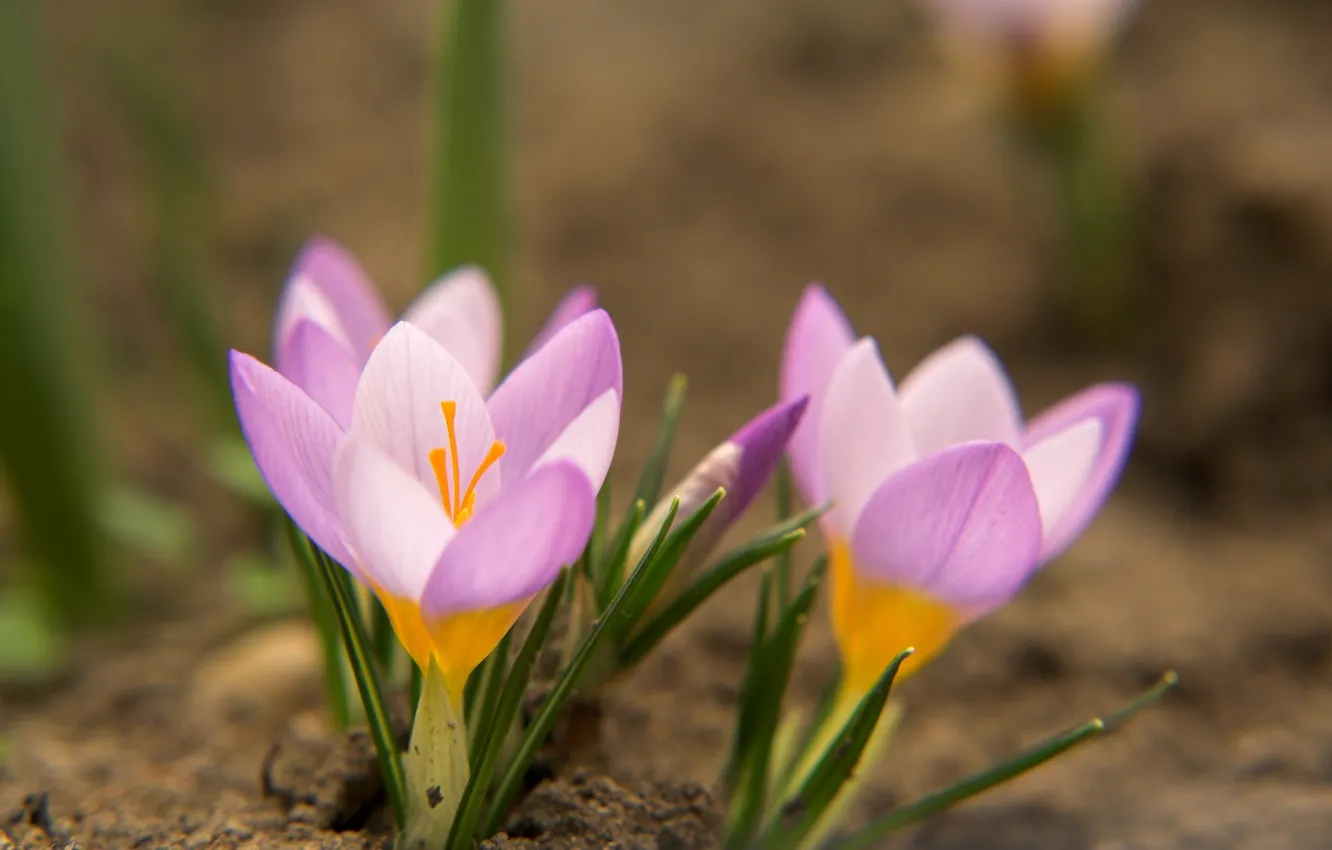Фото обои цветок, трава, макро, природа, розовый, земля, весна, крокусы