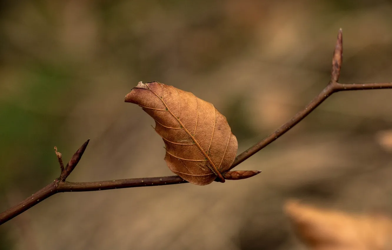 Фото обои осень, макро, лист, ветка, сухой