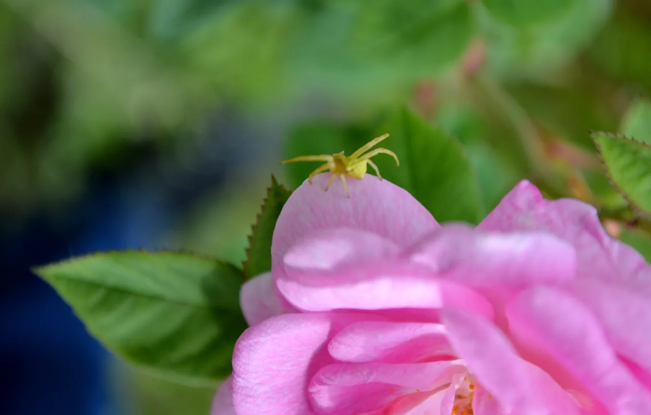 Фото обои цветок, розовый, паук