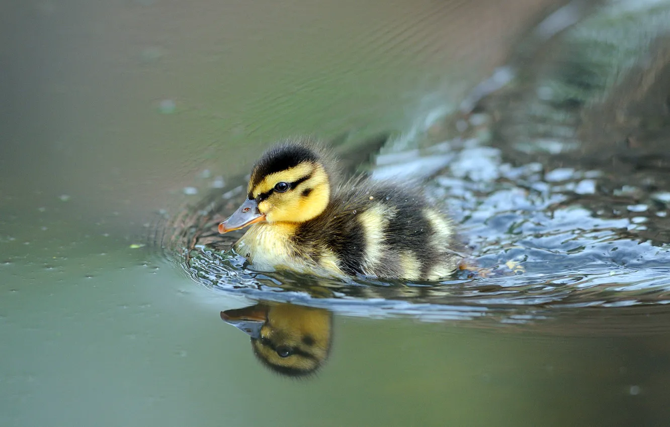 Фото обои утёнок, плывёт, ducklings