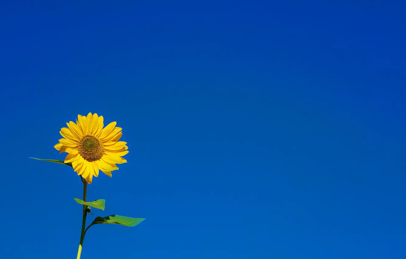 Фото обои war, stop the madness, Honor of Ukraine