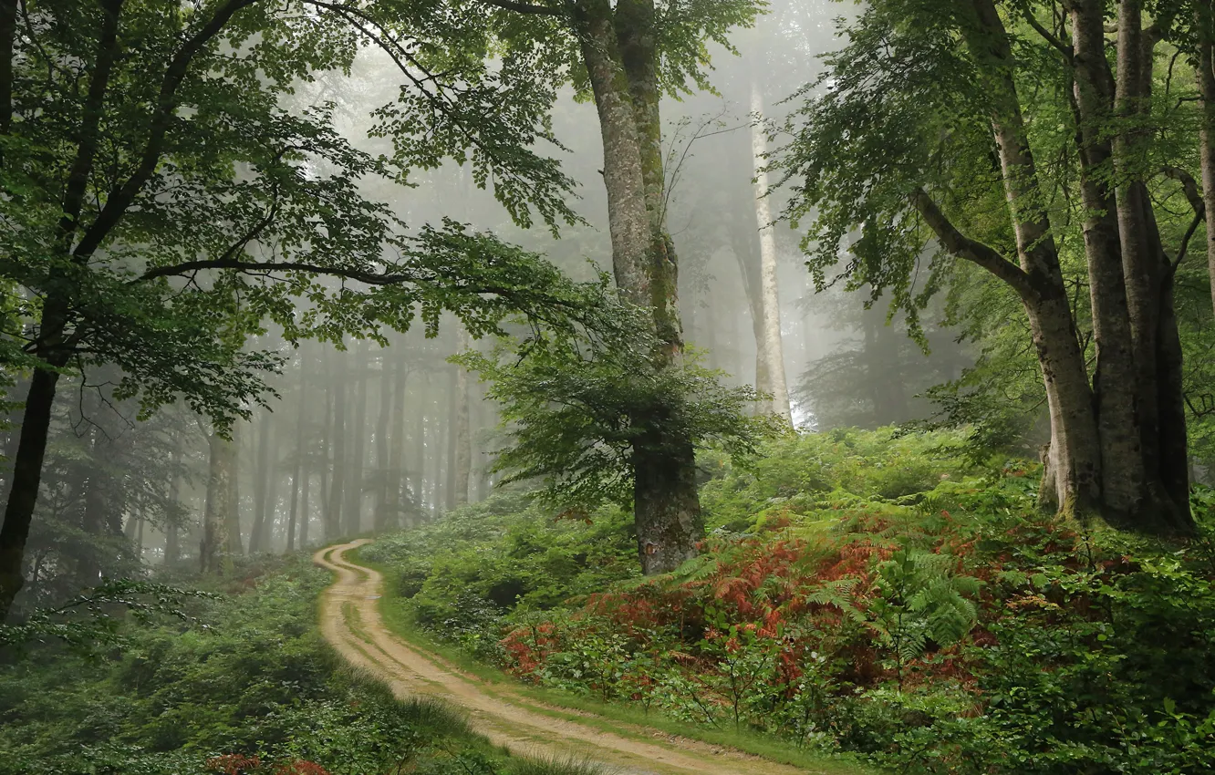 Фото обои лес, деревья, дорожка, Испания