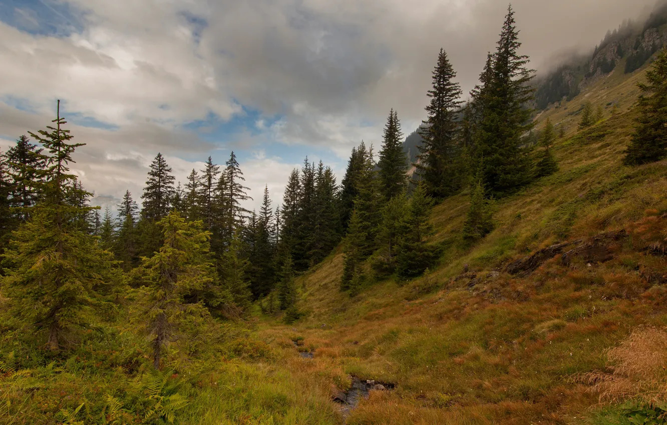 Фото обои осень, лес, трава, облака, горы, природа, туман, ручей