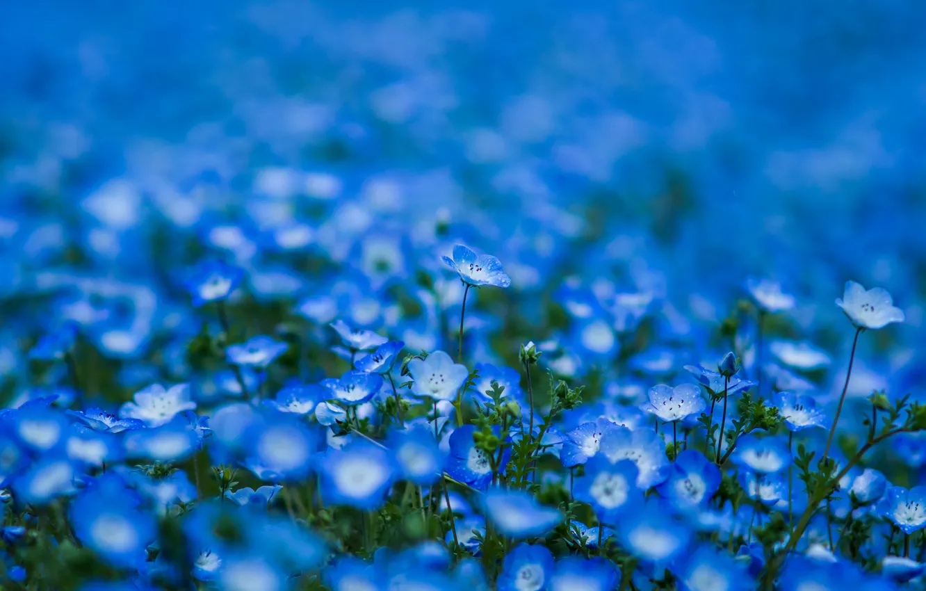 Фото обои цветы, лепестки, размытость, голубые, синие, Немофила