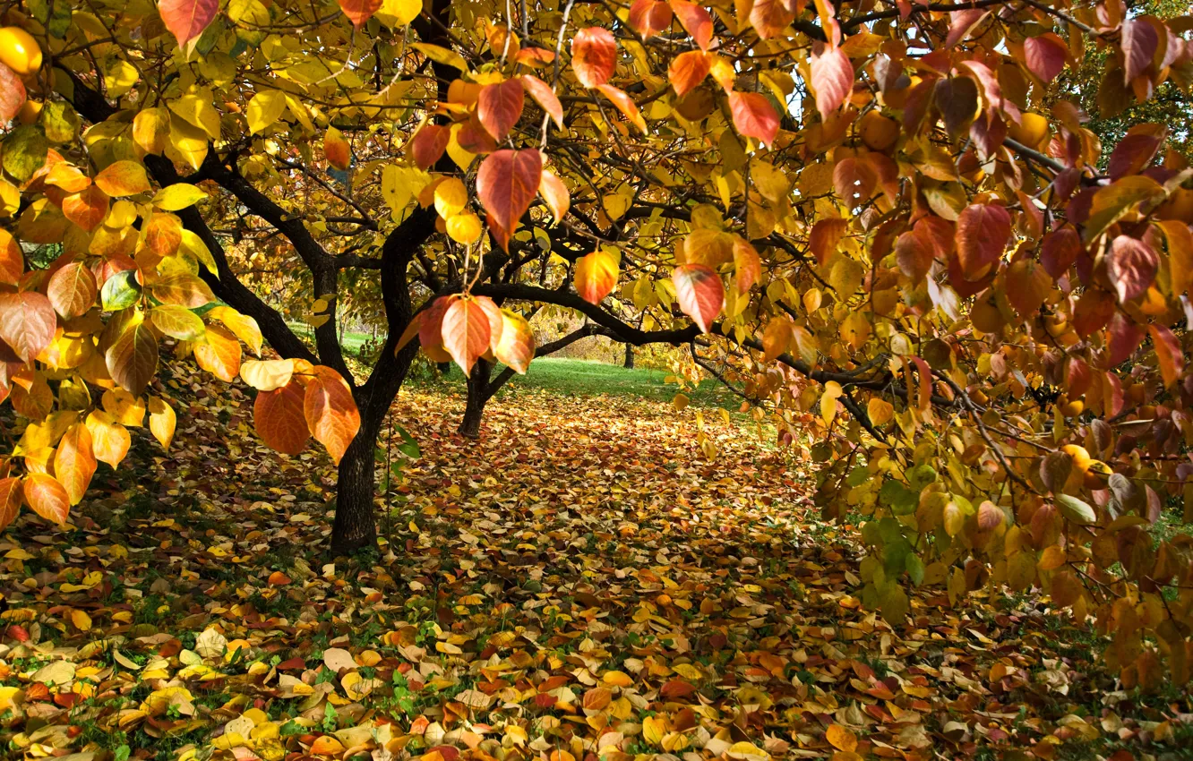 Фото обои лес, листва, Осень, forest, листопад, autumn, leaves, fall