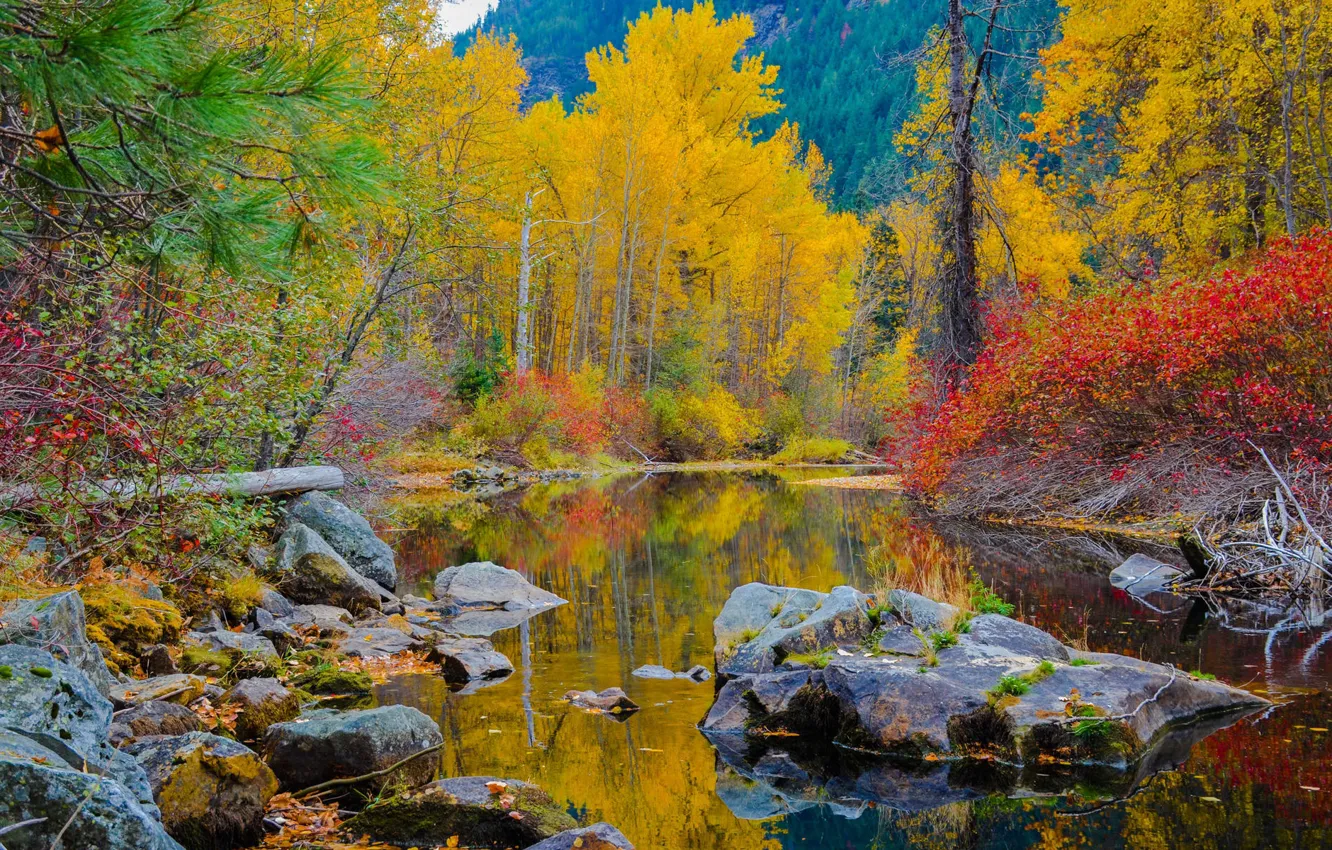Фото обои осень, лес, вода