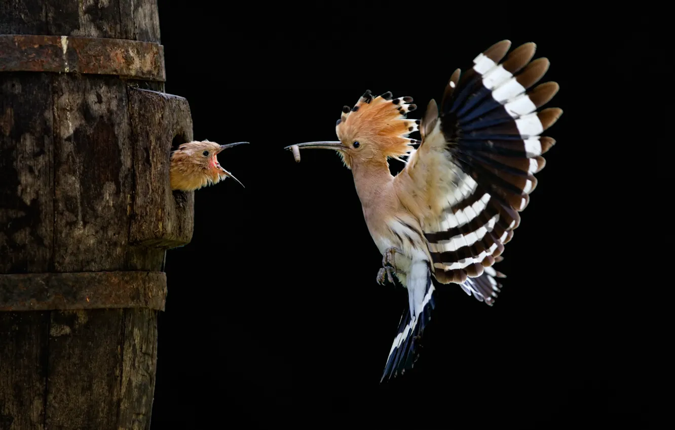 Фото обои полет, птица, птенец, удод, Sony World Photography Awards