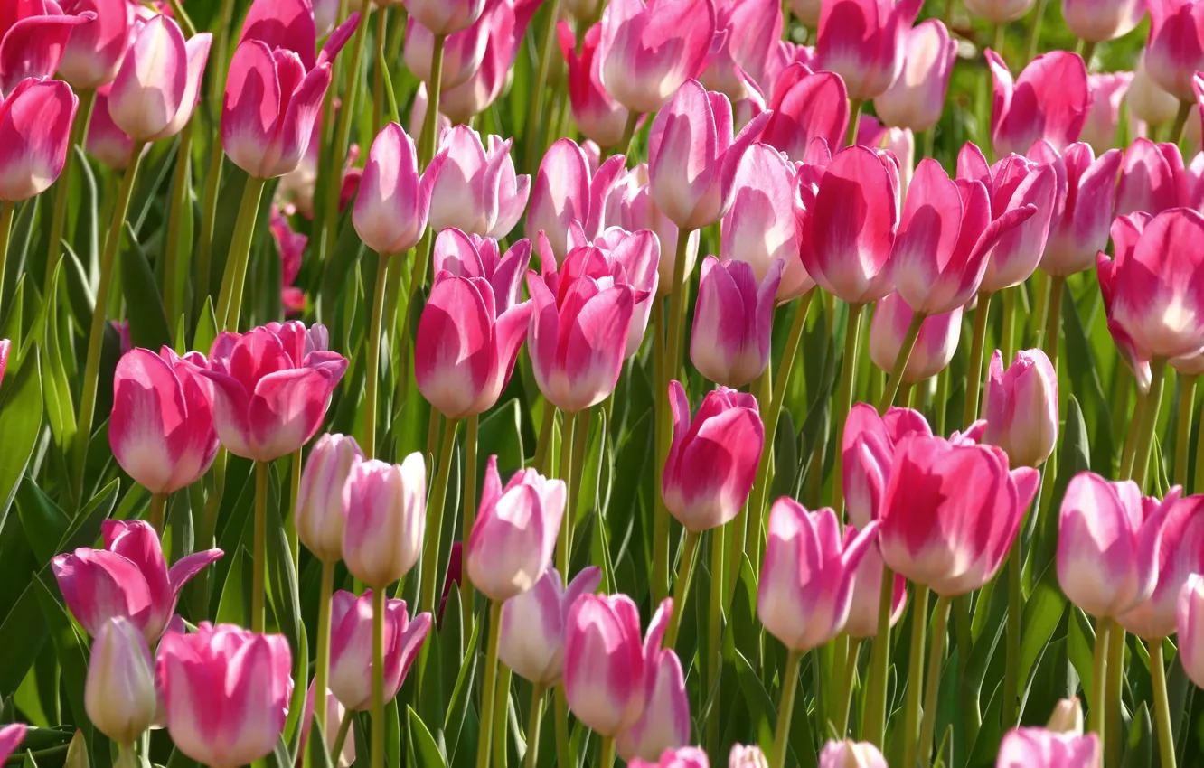 Фото обои тюльпаны, розовые, много
