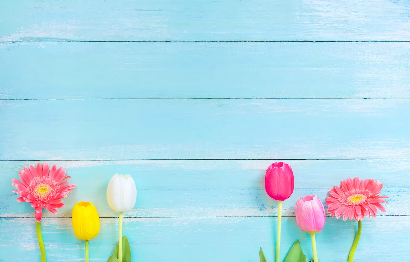 Фото обои цветы, весна, colorful, тюльпаны, герберы, wood, flowers, tulips