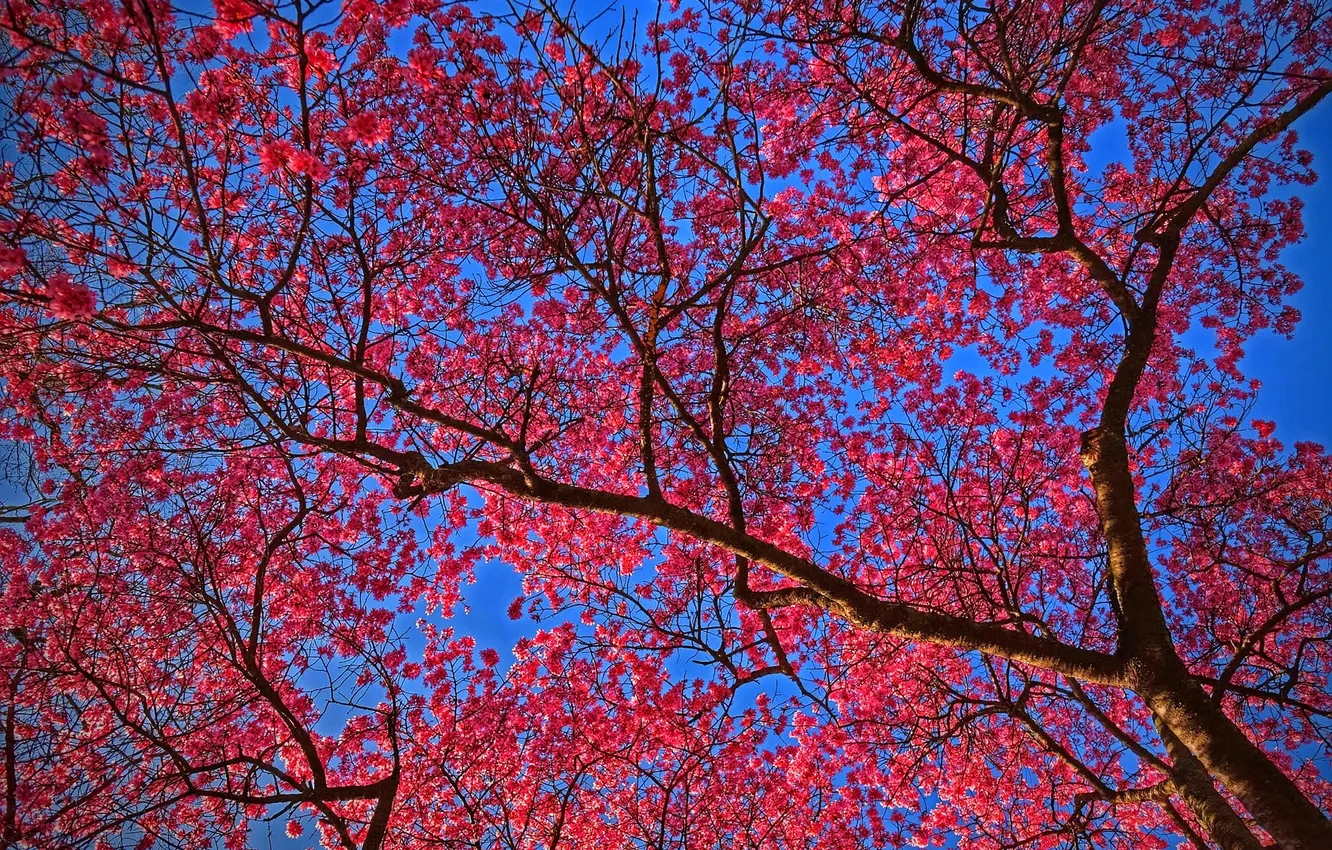 Фото обои небо, дерево, весна, сад, цветение