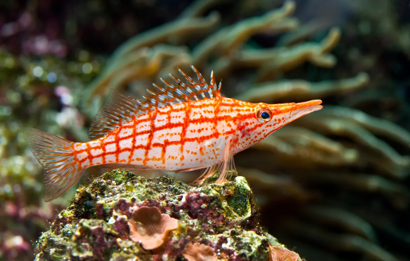 Фото обои красные, red, подводный мир, тропический, underwater, tropical, coral, stripped