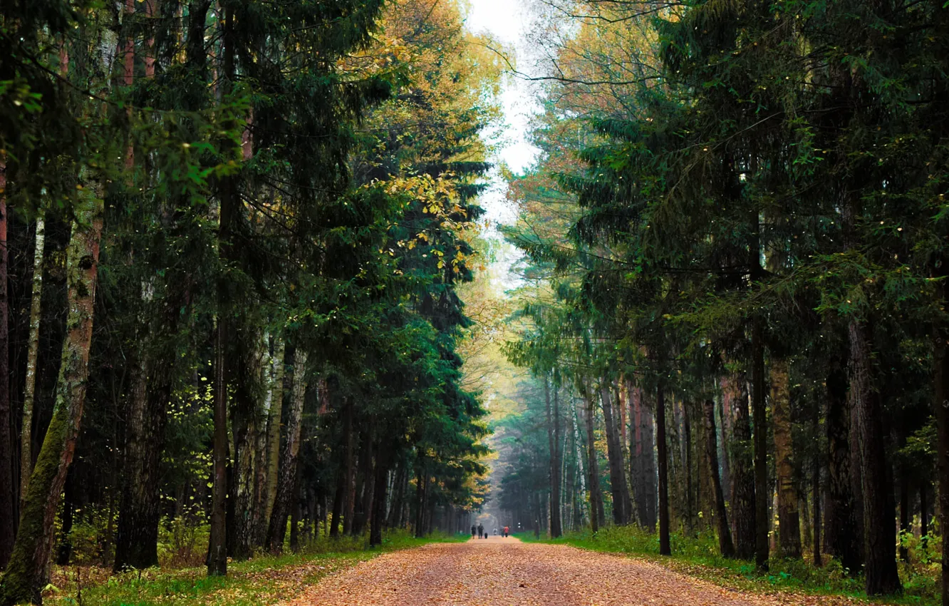 Фото обои дорога, листопад, еловый лес