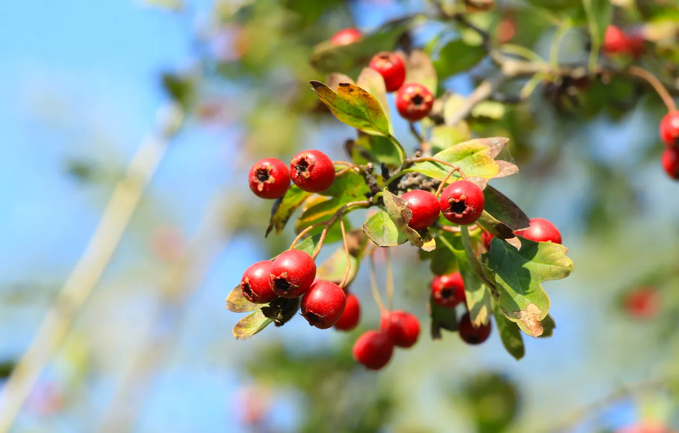 Фото обои red, fruit, twig
