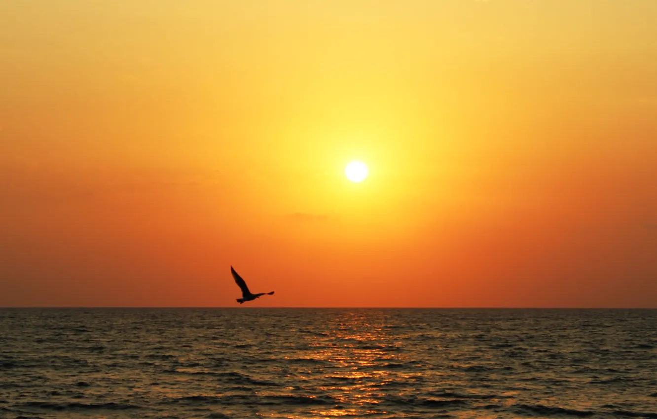 Фото обои море, закат, птица