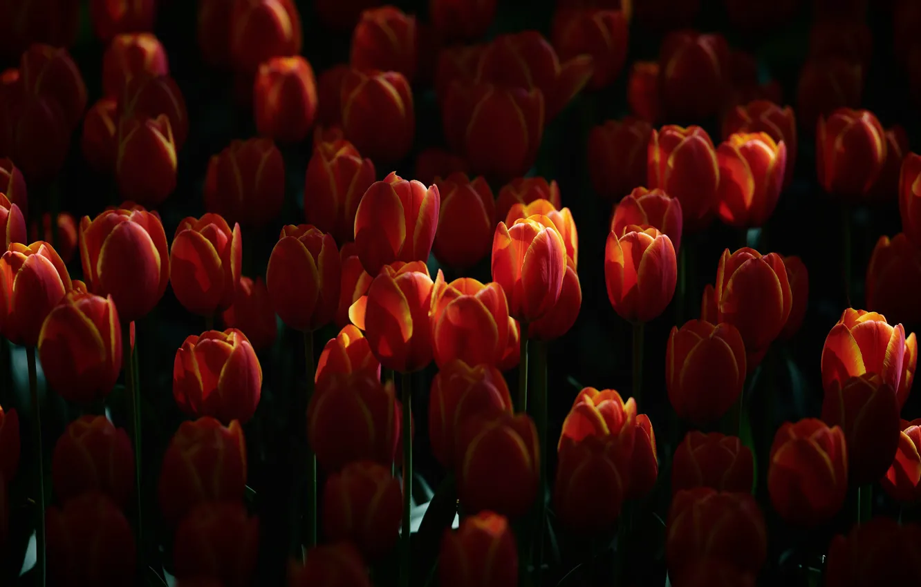 Фото обои цветы, темный фон, поляна, весна, тюльпаны, красные, бутоны, много