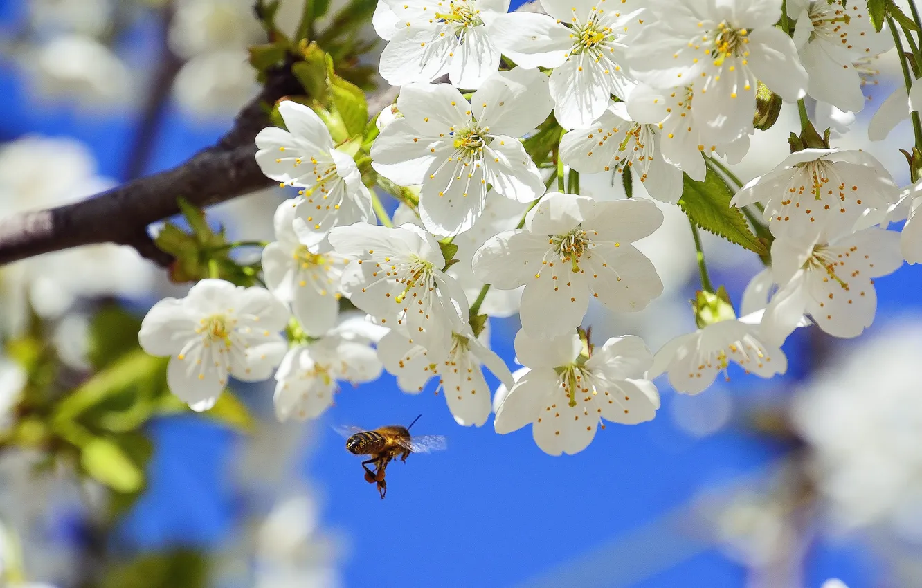 Фото обои макро, природа, вишня, пчела, ветка, весна, насекомое, цветение