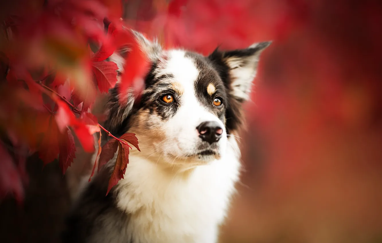 Фото обои осень, взгляд, морда, листья, ветки, портрет, собака, боке