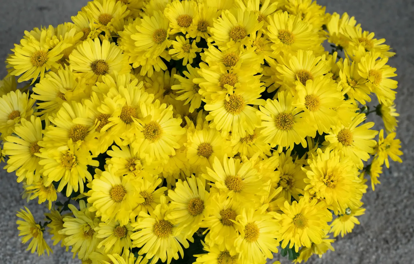 Фото обои букет, хризантемы, жёлтые