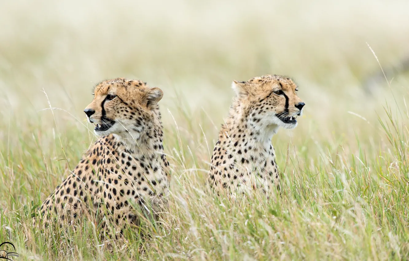 Фото обои трава, хищники, гепарды