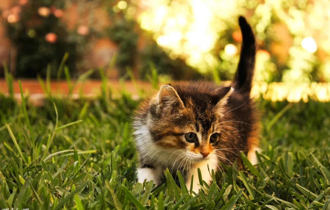 Фото обои трава, котенок, иследователь