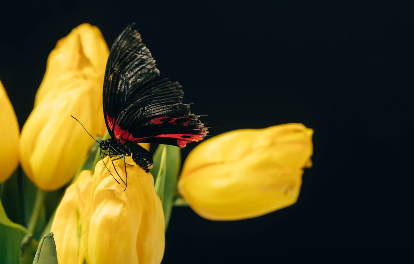 Фото обои бабочка, Макро, тюльпаны