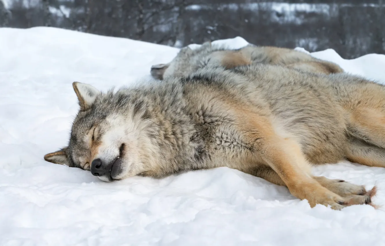 Фото обои nature, face, animal, wolf, wildlife, head, fur, mammal