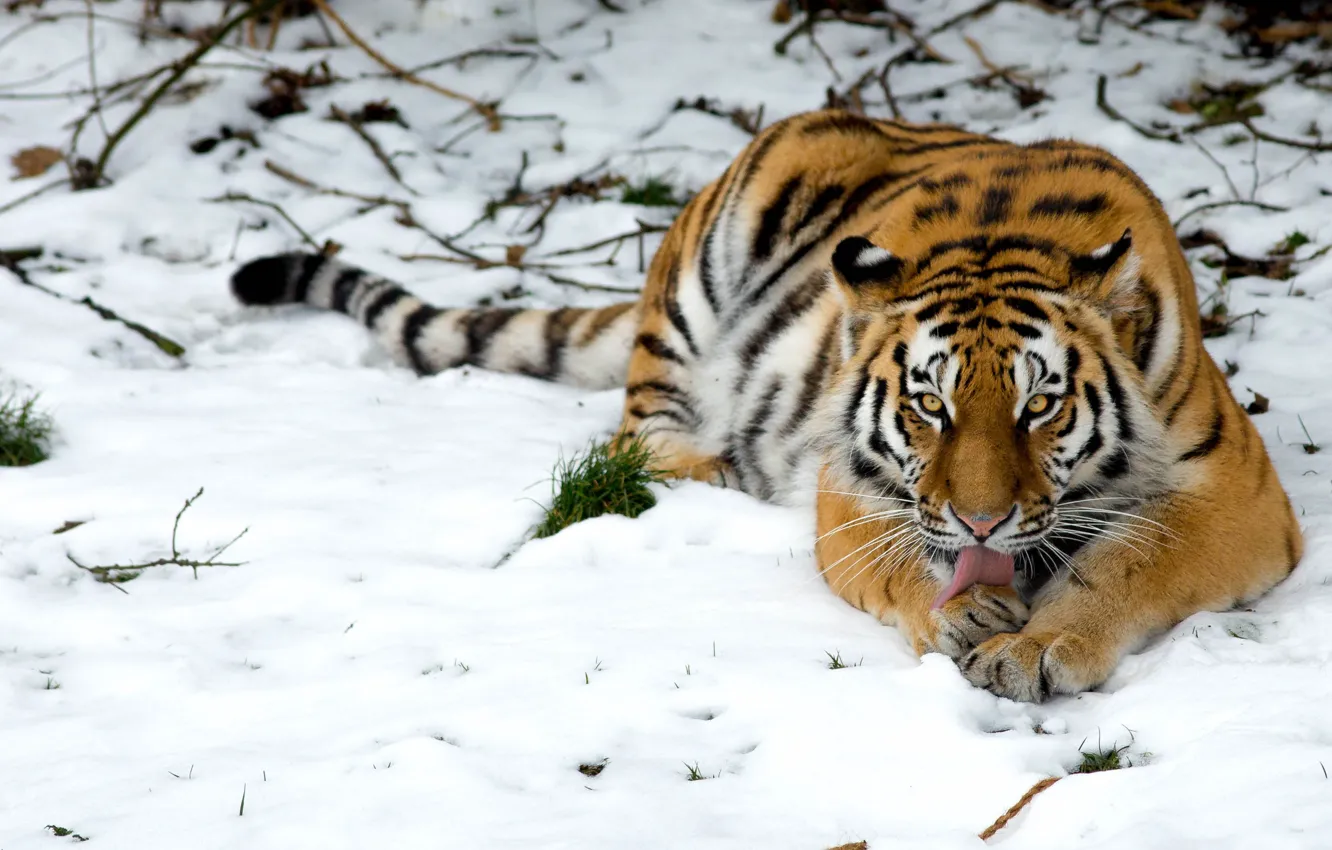 Фото обои снег, тигр, дикая кошка
