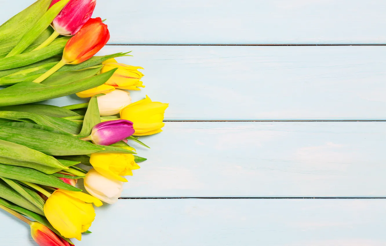 Фото обои цветы, colorful, тюльпаны, wood, flowers, tulips, spring