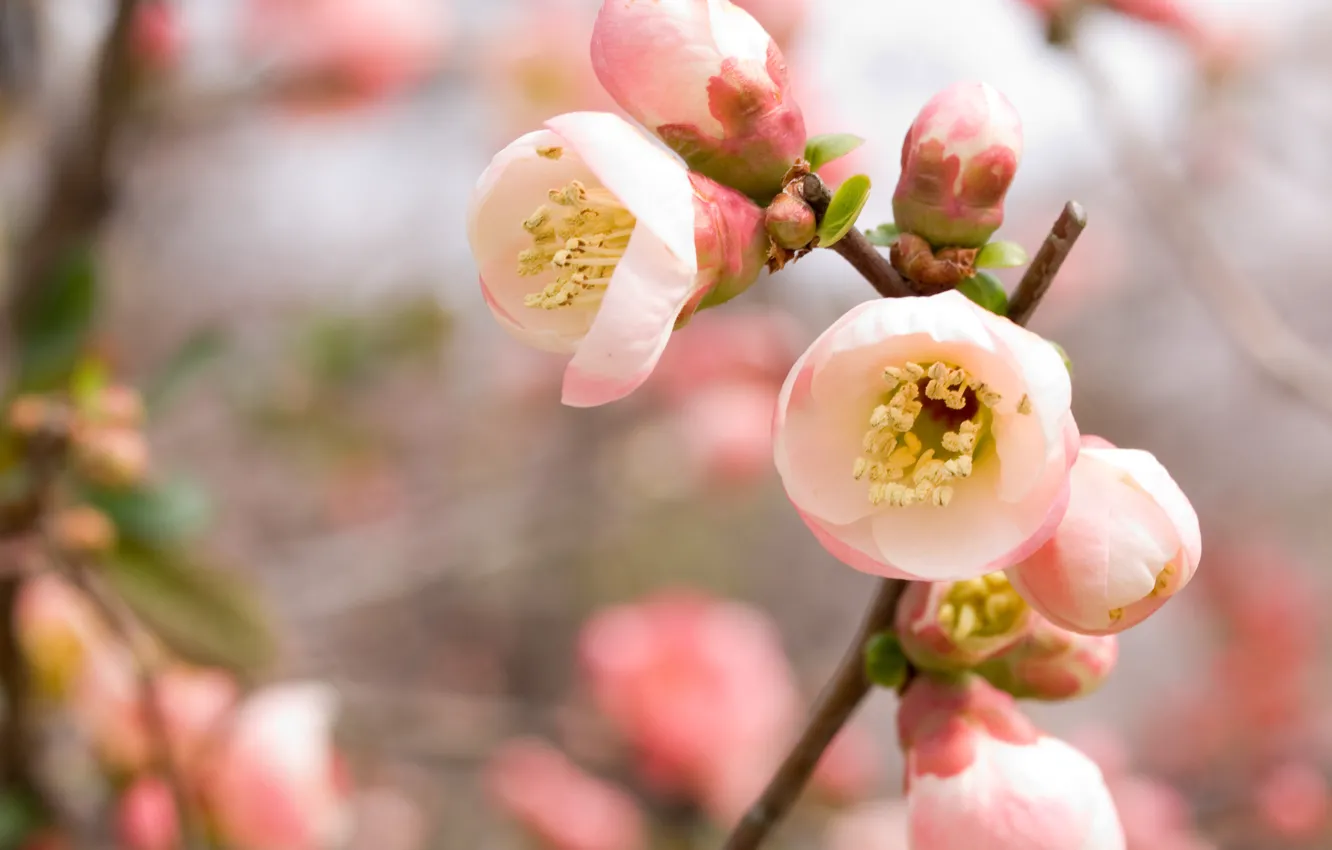 Фото обои вишня, розовый, ветка, весна, сакура, цветение