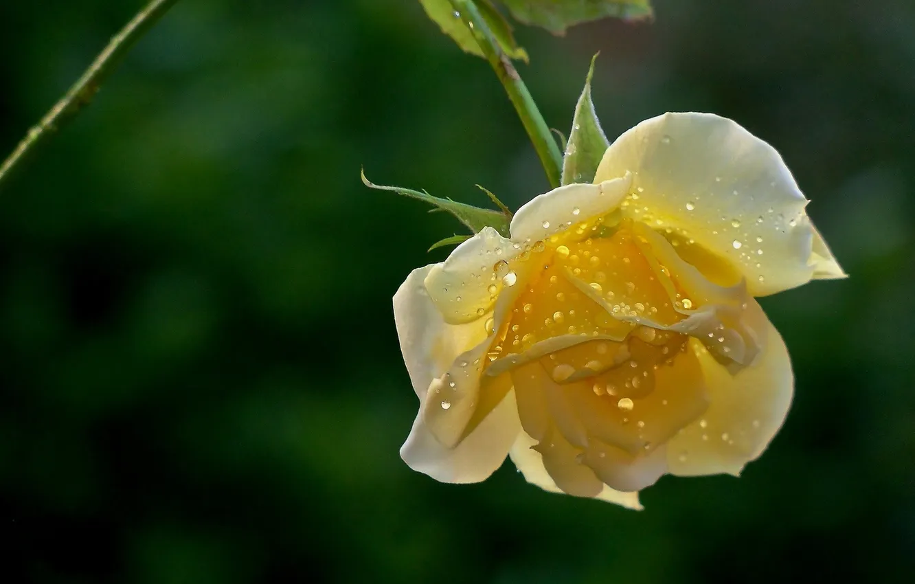 Фото обои капли, бутон, жёлтая роза