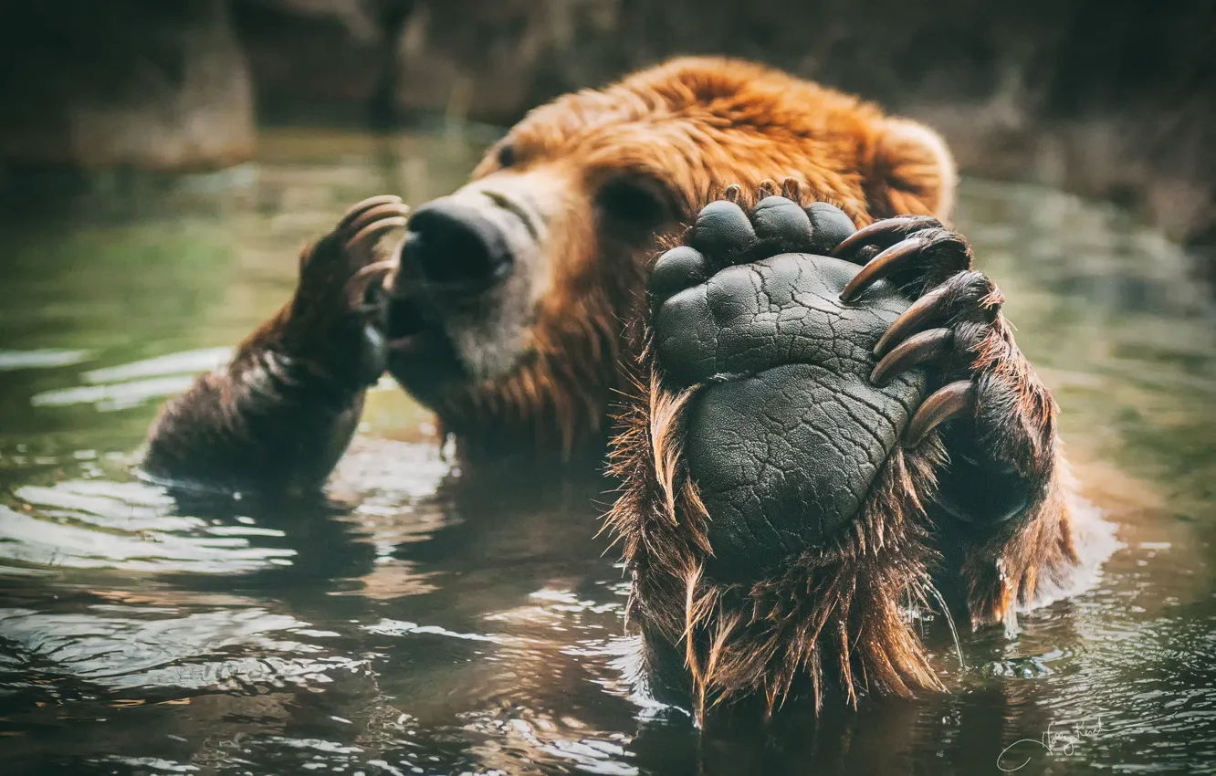 Фото обои лапа, медведь, купание, бурый