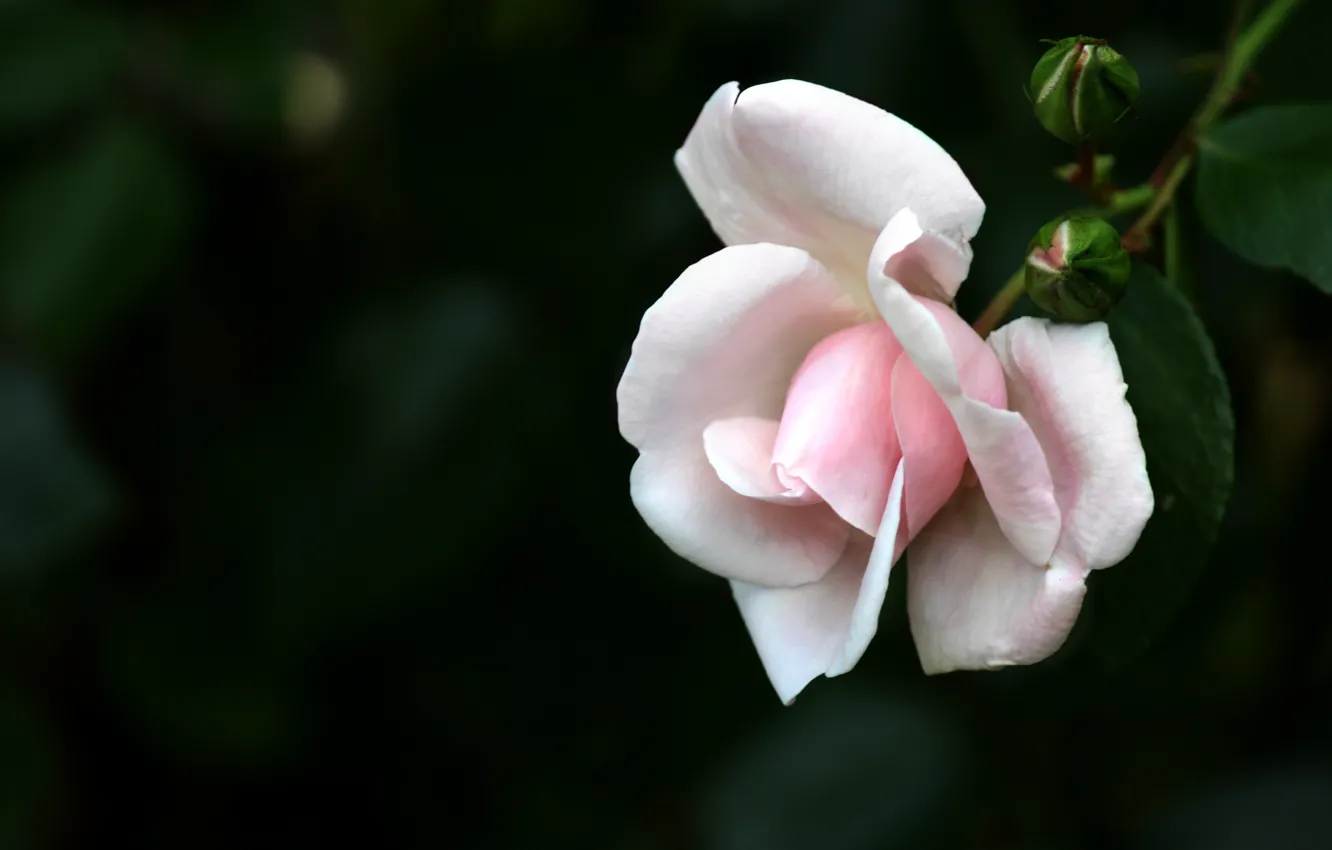 Фото обои роза, Макро, Цветы, белая